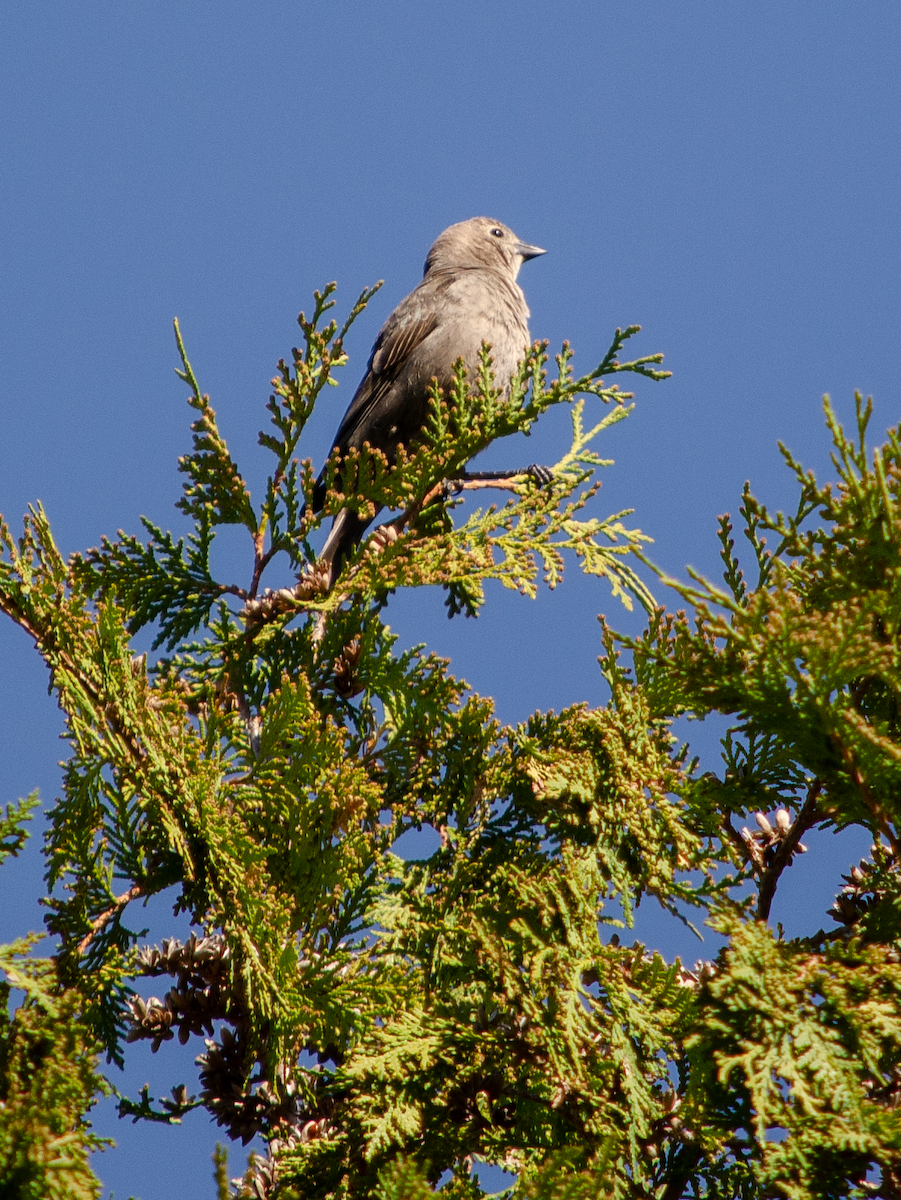 Brown-headed Cowbird - vanessa millette