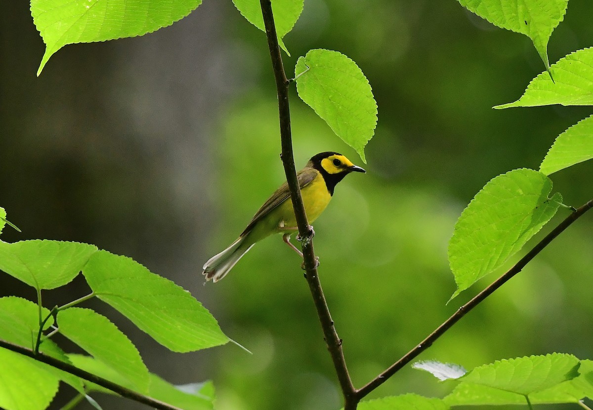 Hooded Warbler - JoAnna Clayton