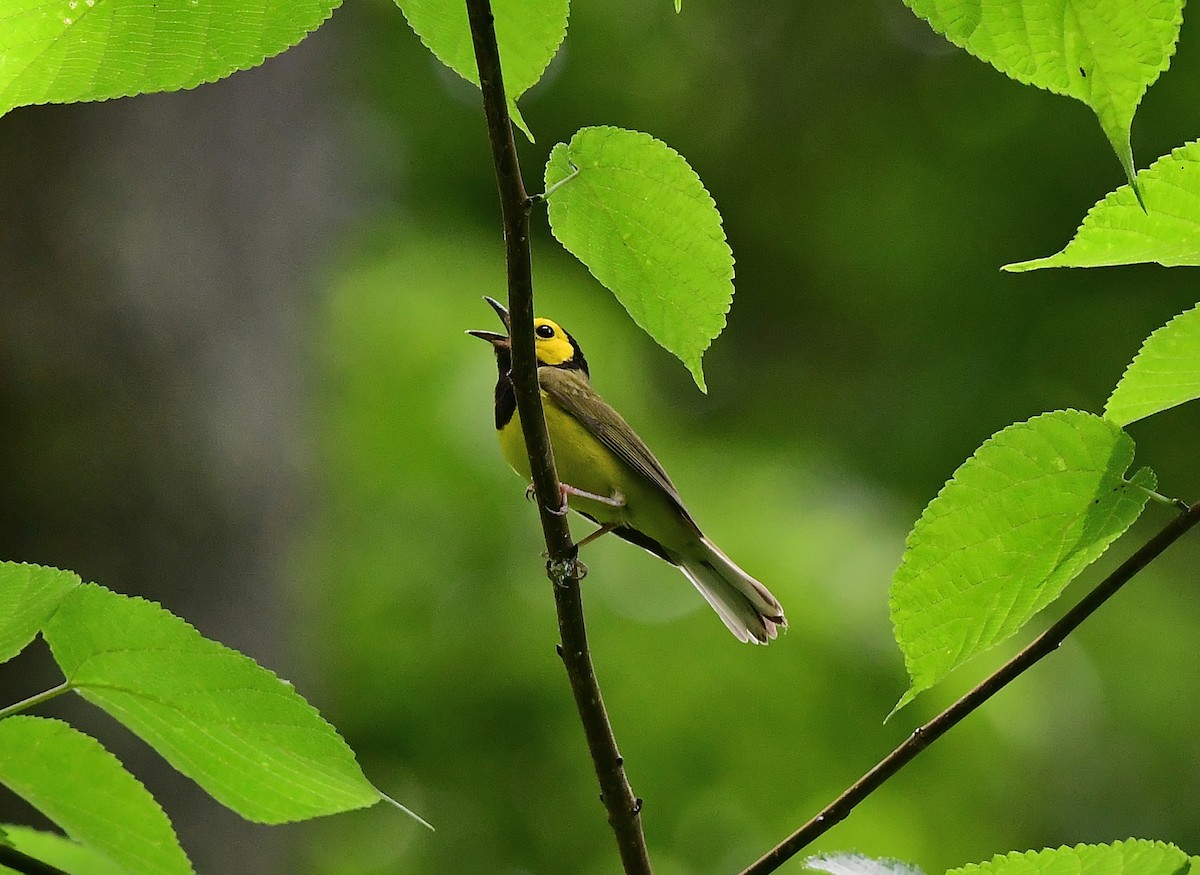 Hooded Warbler - JoAnna Clayton