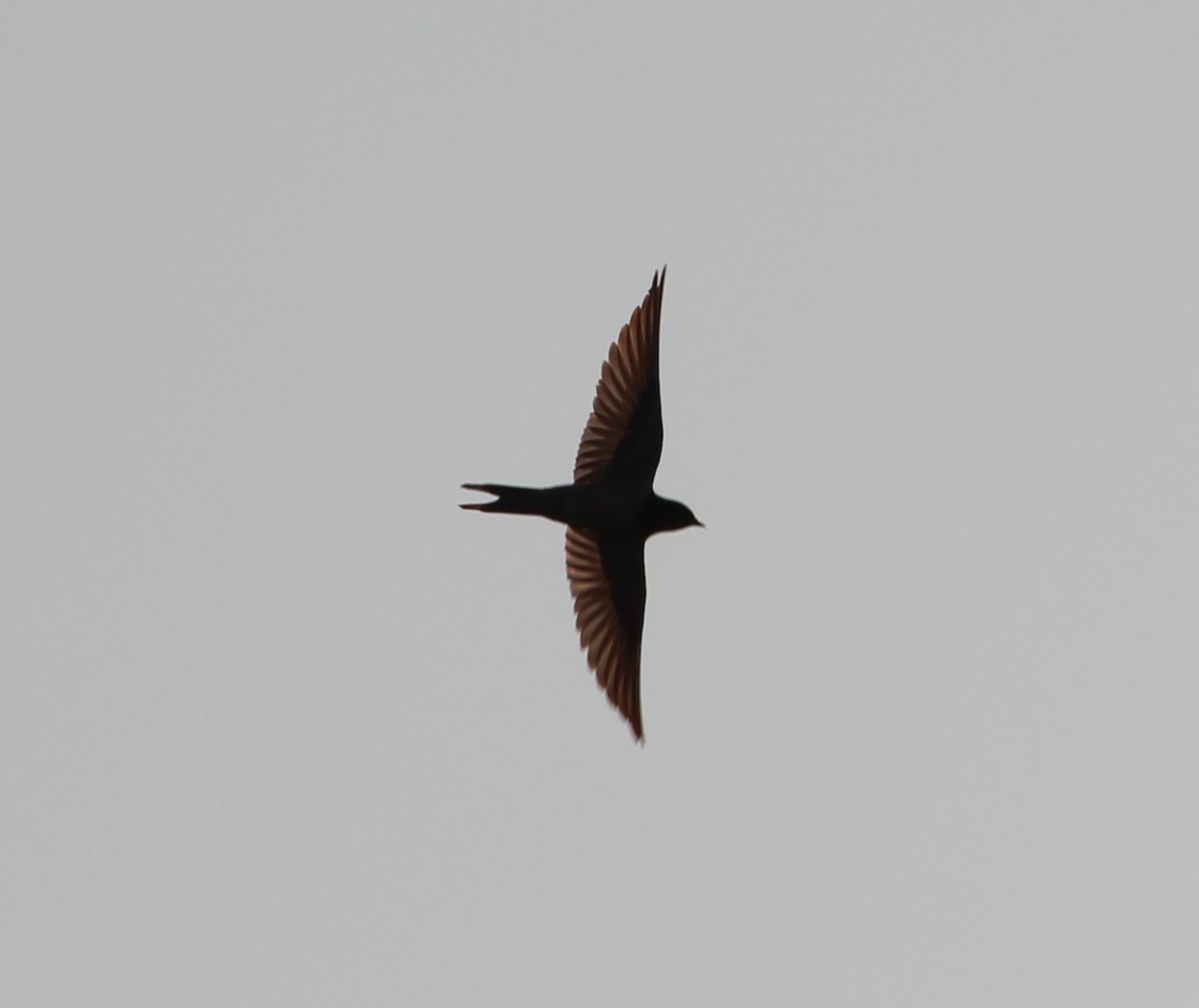 Barn Swallow - Jessie  Brantwein