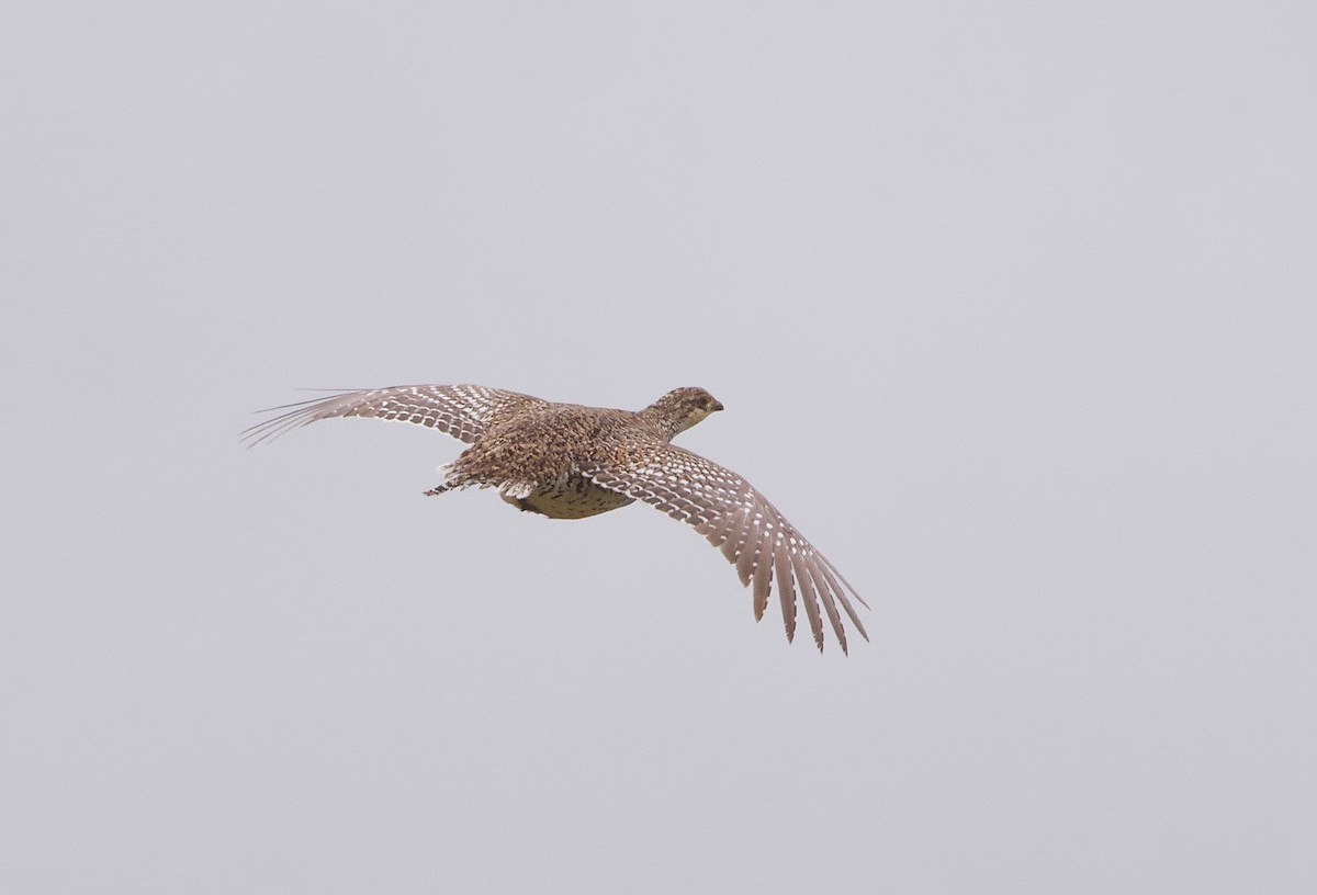 Sharp-tailed Grouse - ML342082831