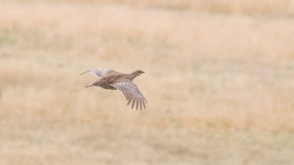 Sharp-tailed Grouse - ML342082891