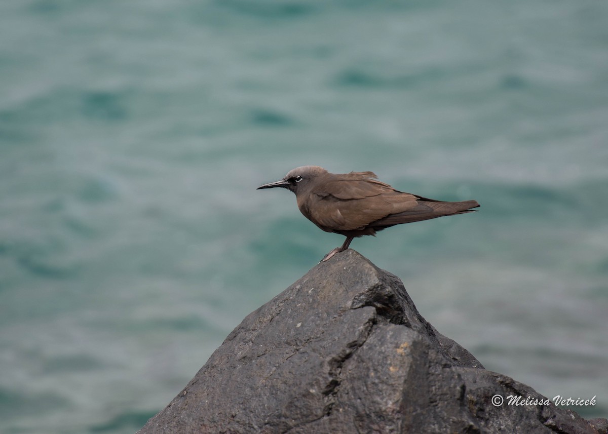 Brown Noddy - ML34208291