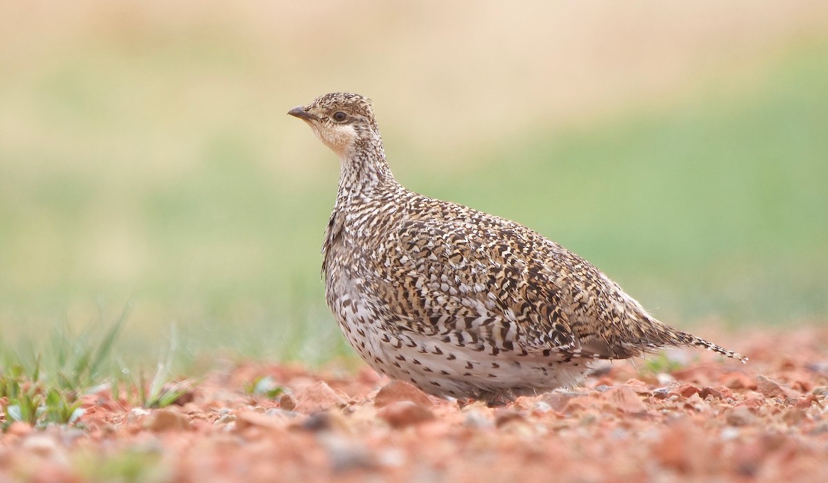 Sharp-tailed Grouse - ML342083001