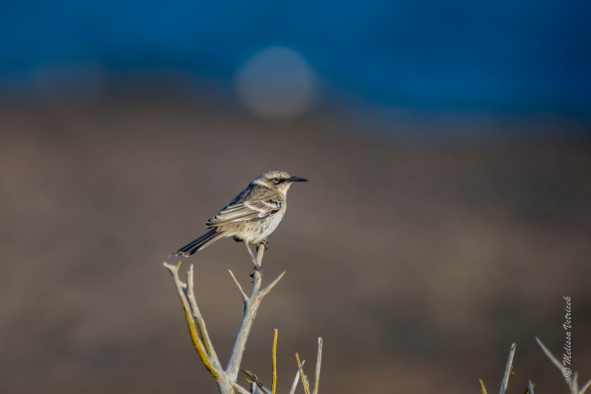 Galápagosspottdrossel - ML34208461