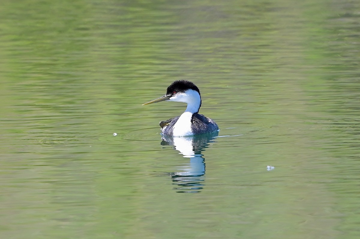 Western Grebe - Bill Schneider