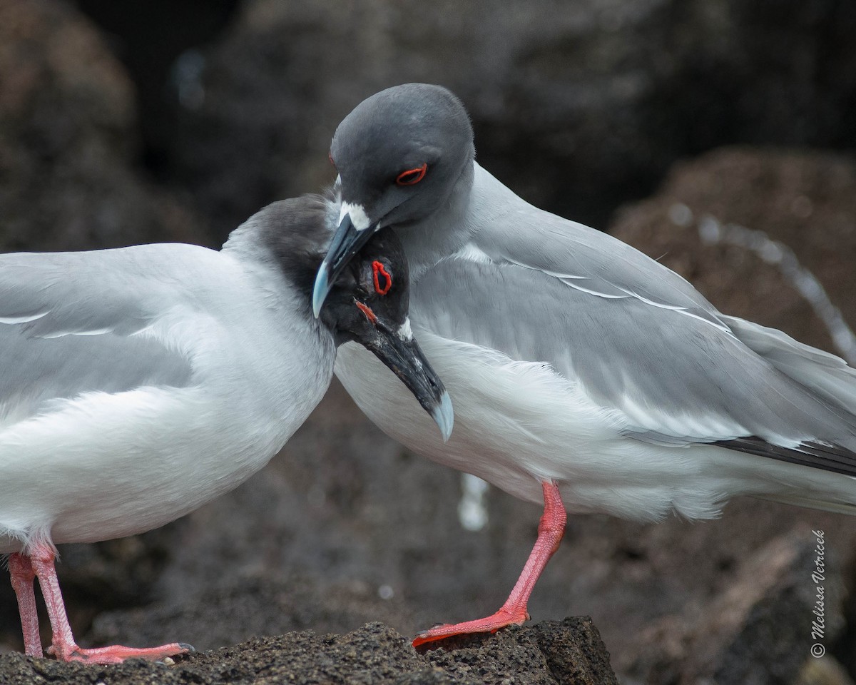 Swallow-tailed Gull - ML34208521