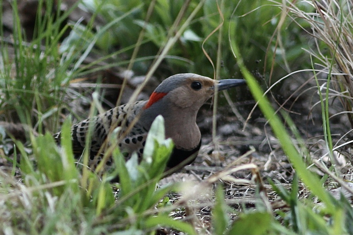 Northern Flicker - ML342085221