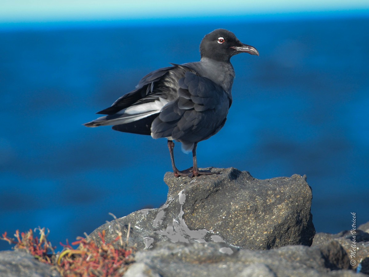 Gaviota Fuliginosa - ML34208581