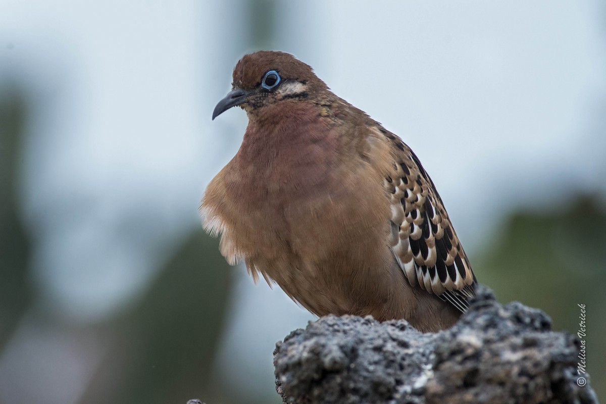 Galapagos Dove - ML34208621