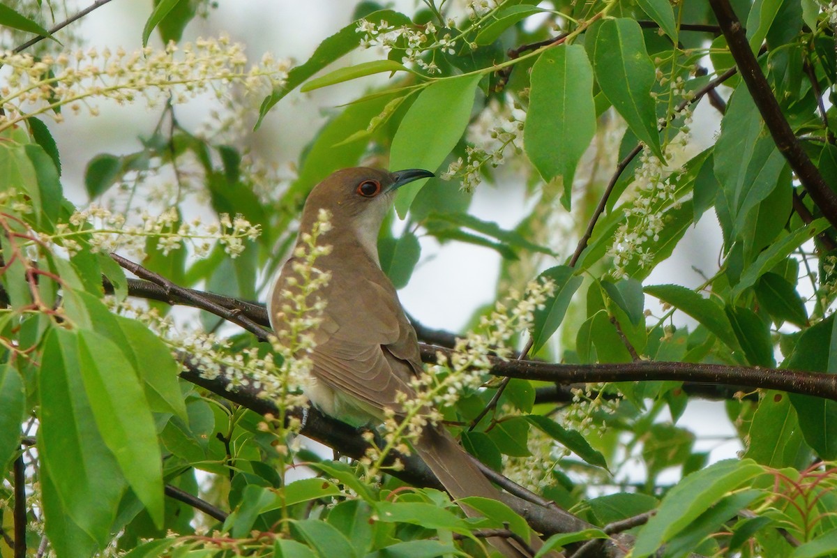 Black-billed Cuckoo - ML342086931