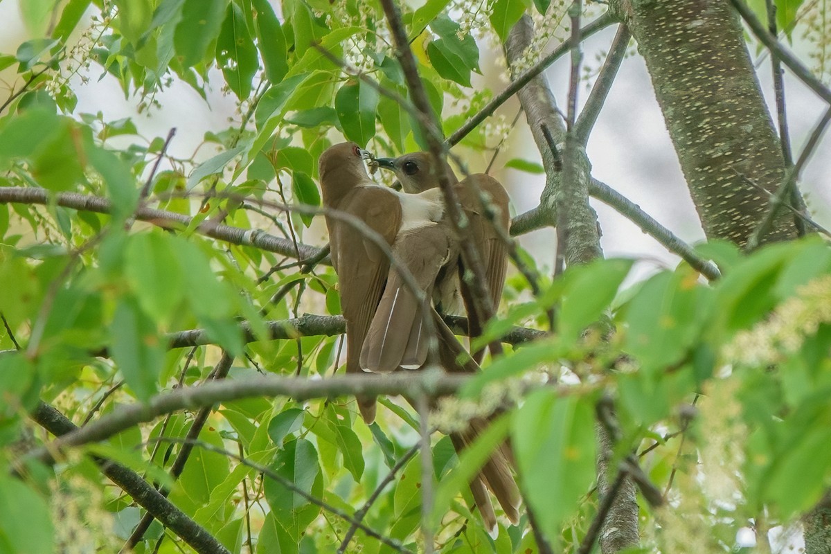 Black-billed Cuckoo - ML342087001