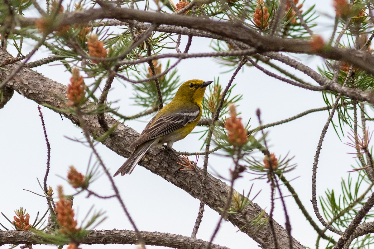Kiefernwaldsänger - ML342090651