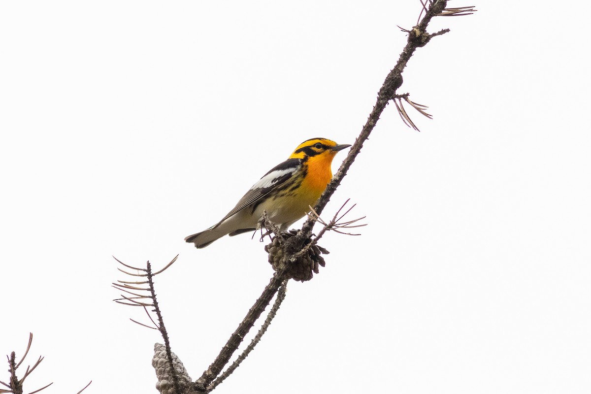 Fichtenwaldsänger - ML342090701