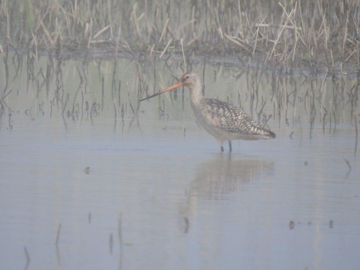 břehouš velký - ML342091171