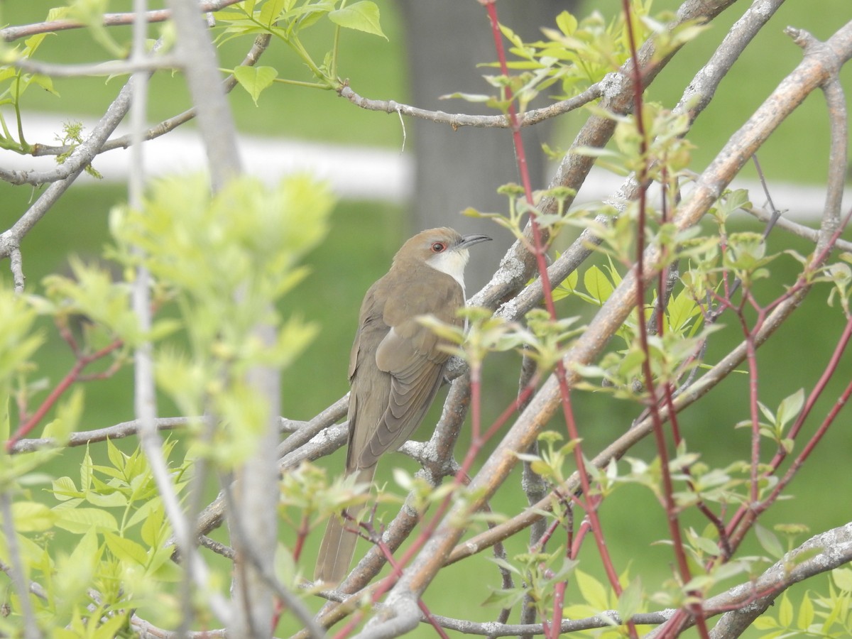 kukačka černozobá - ML342091541