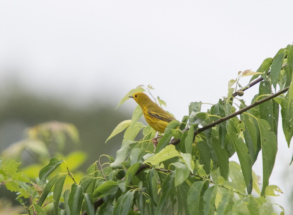 Yellow Warbler - ML342093511