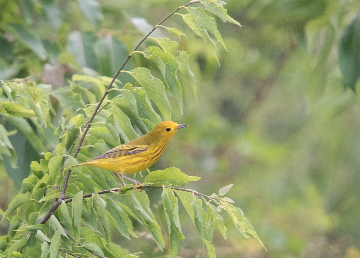 Yellow Warbler - ML342093521