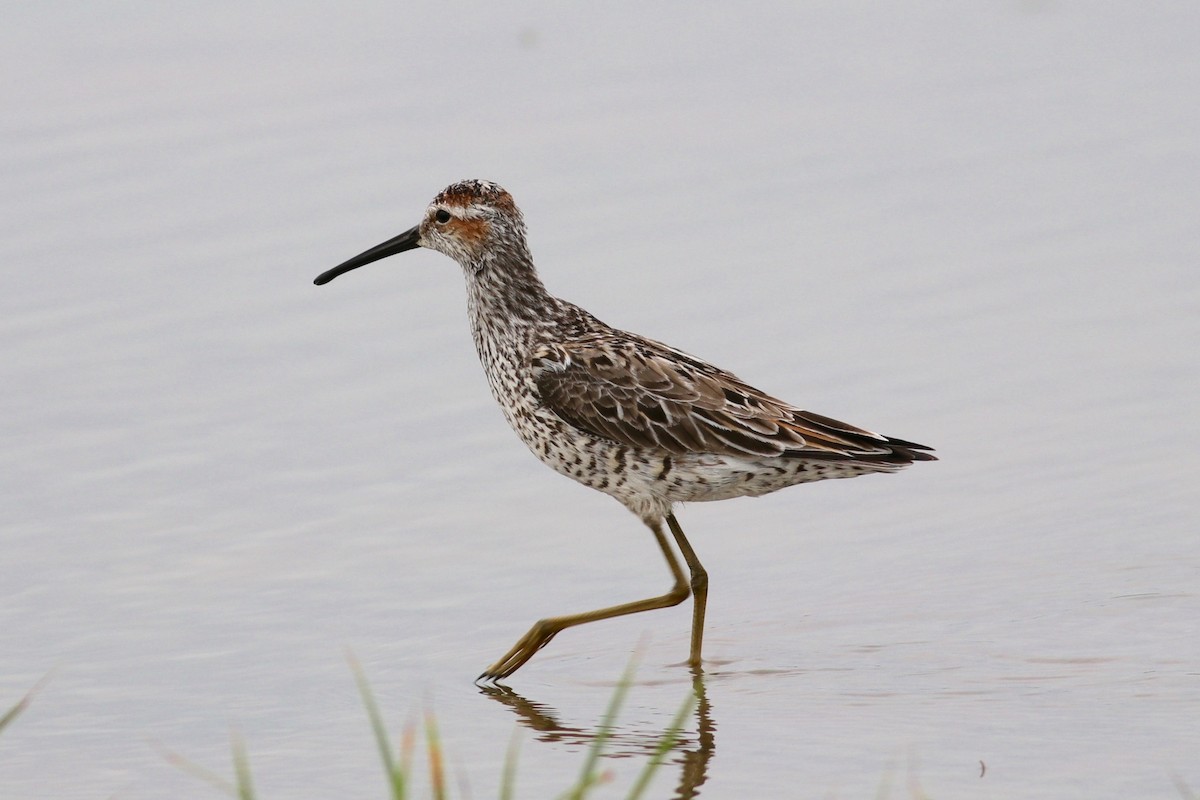 Stilt Sandpiper - Ronald Newhouse