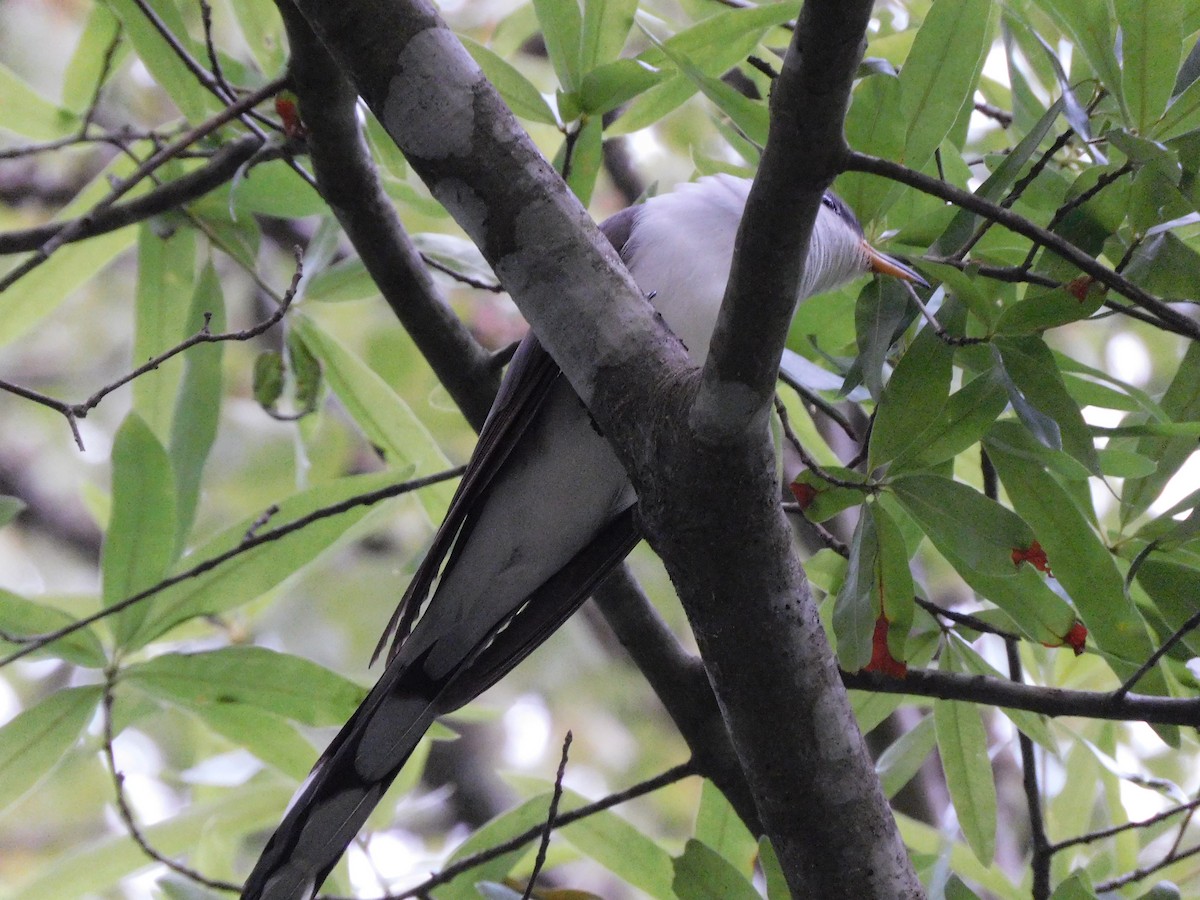 Yellow-billed Cuckoo - ML342096141