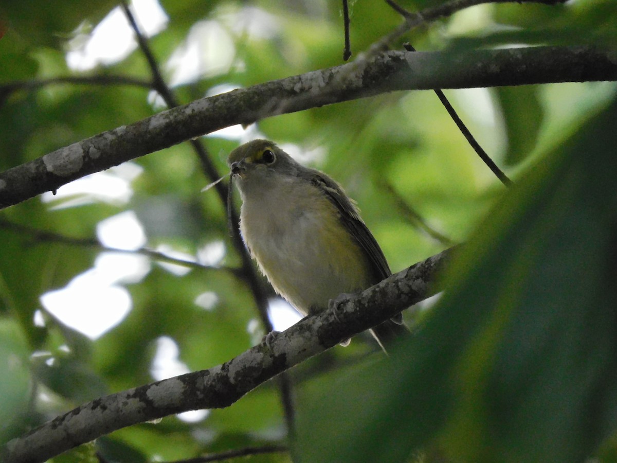 Blue-headed Vireo - ML342096251