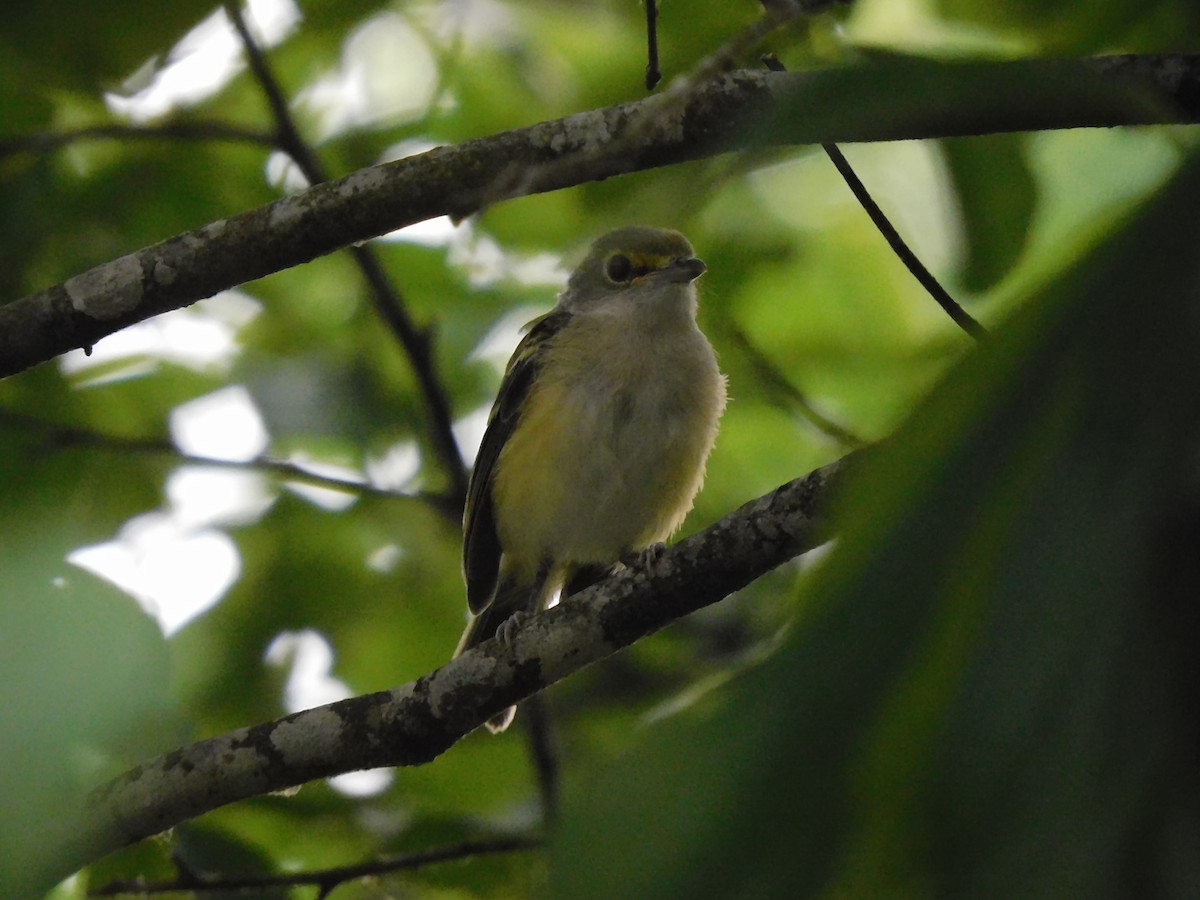 Blue-headed Vireo - ML342096311