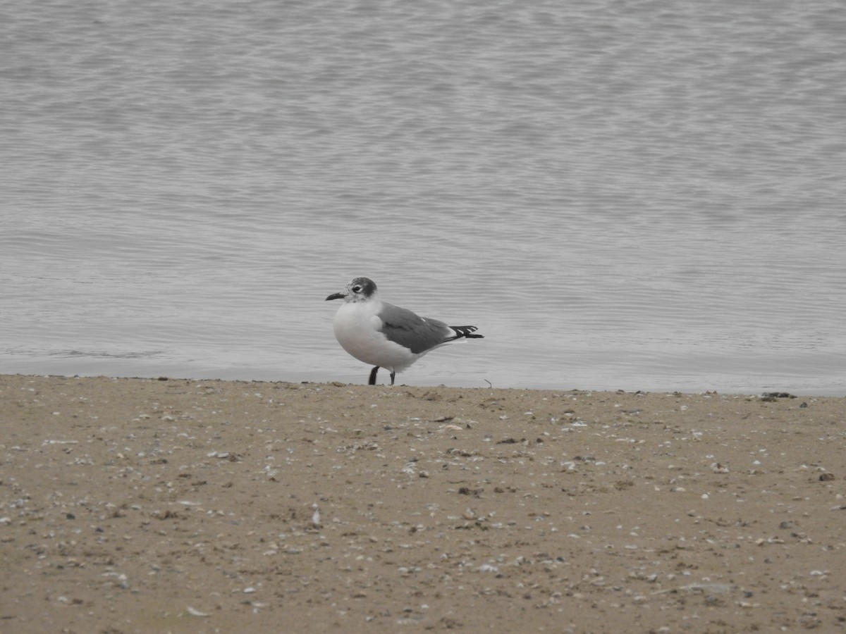 racek vnitrozemský - ML342096341