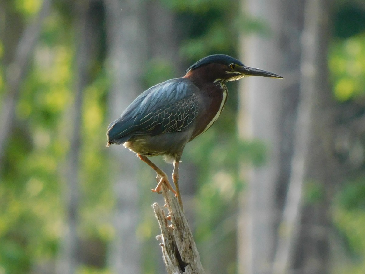 Green Heron - ML342096411