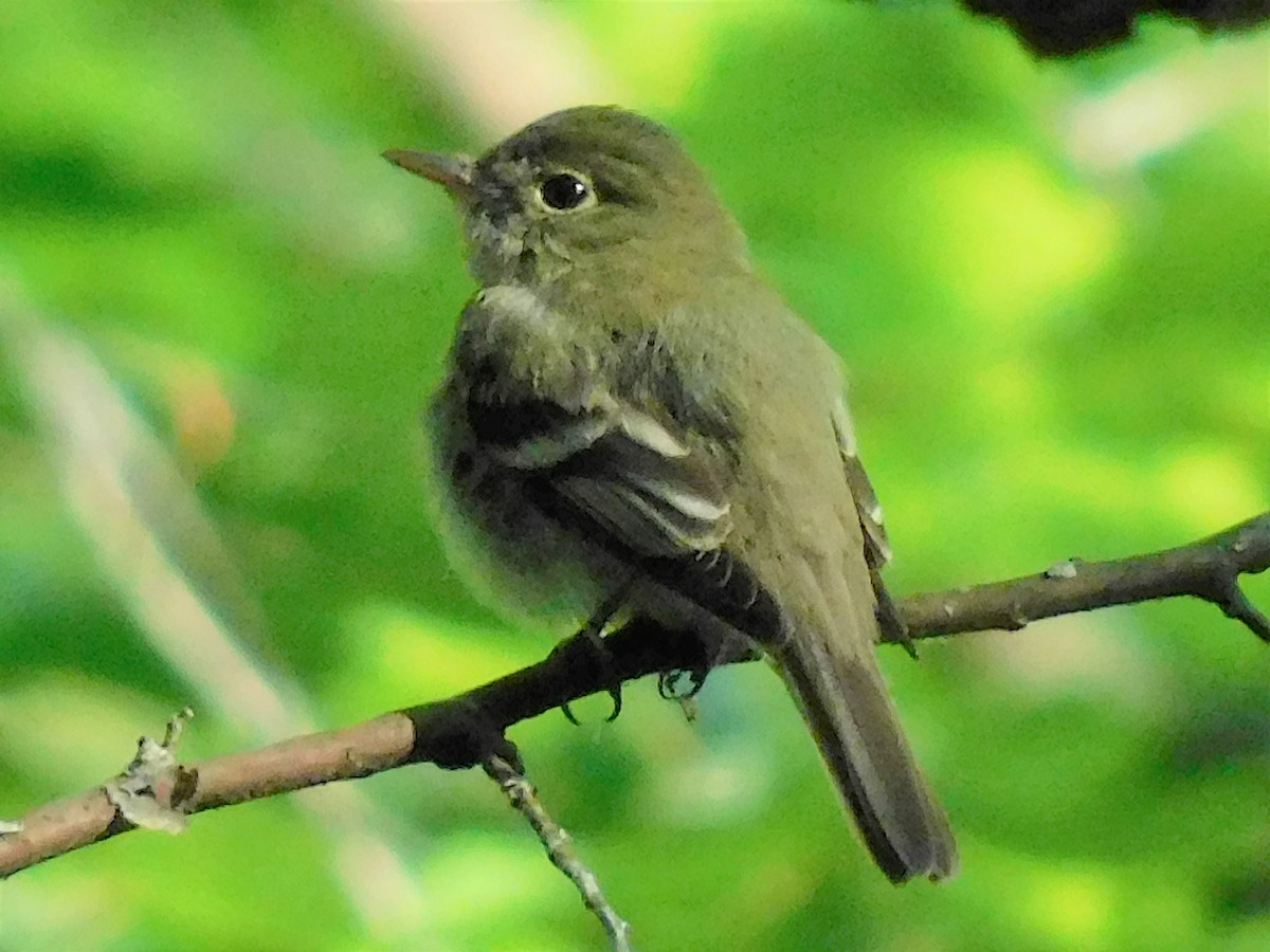 Acadian Flycatcher - ML342096721