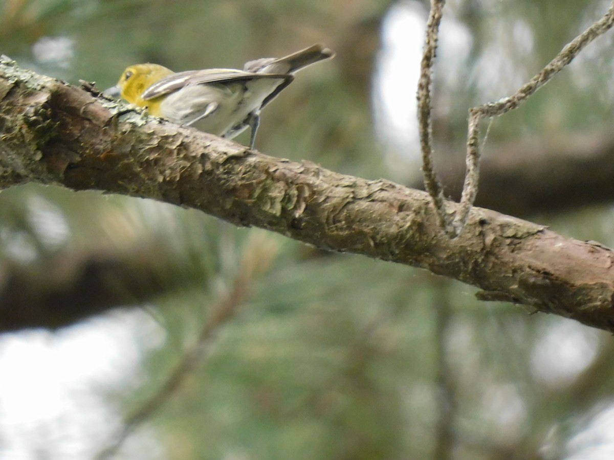 Yellow-throated Vireo - ML342097101
