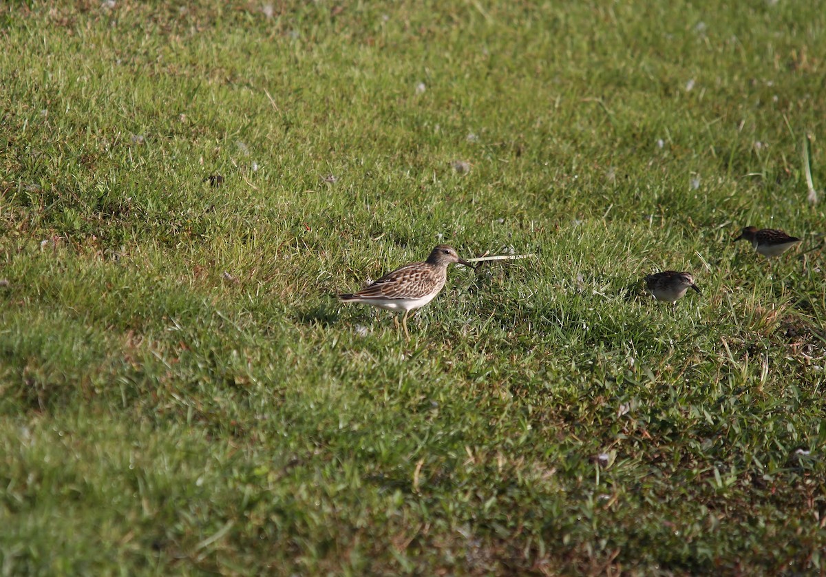 Pectoral Sandpiper - ML34209711