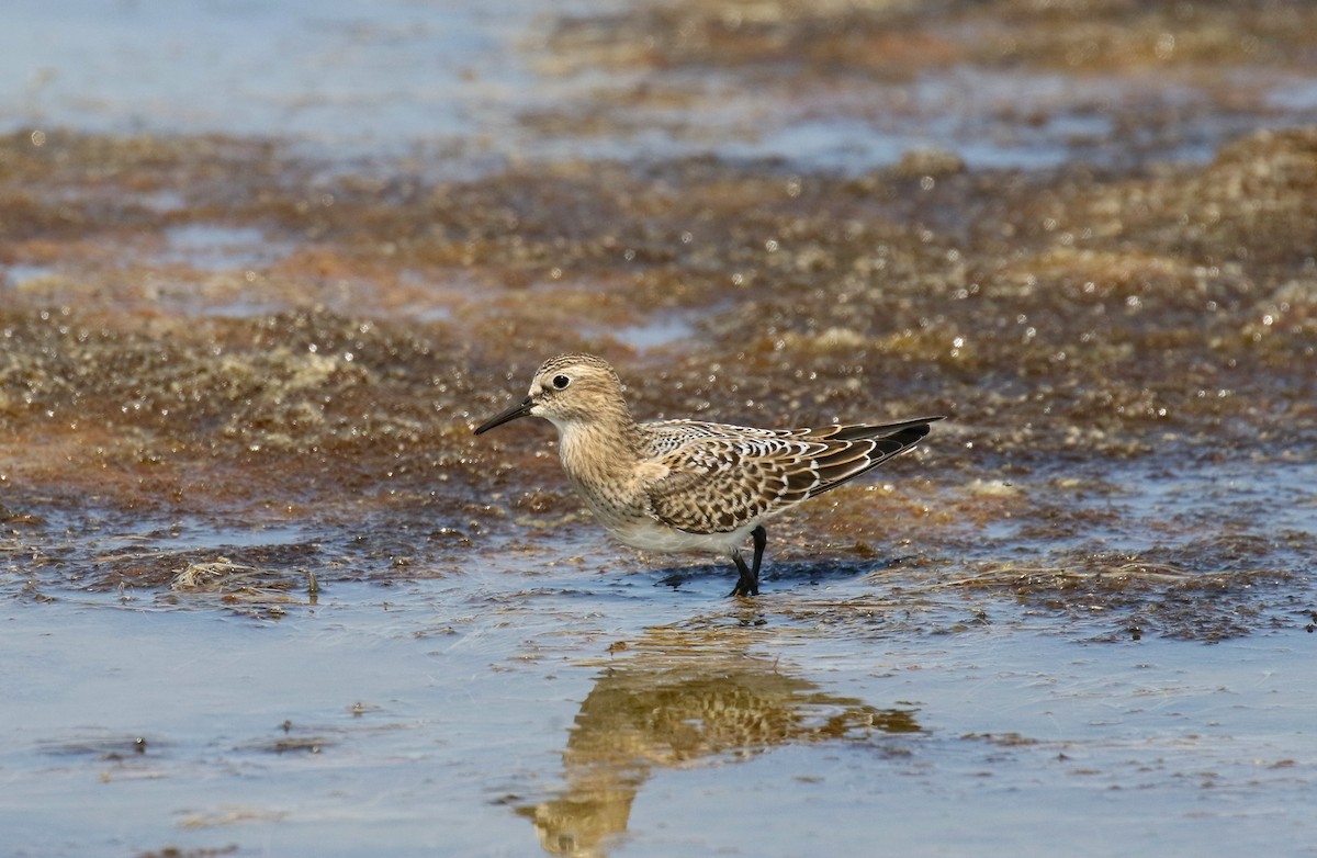 Baird's Sandpiper - ML34209731