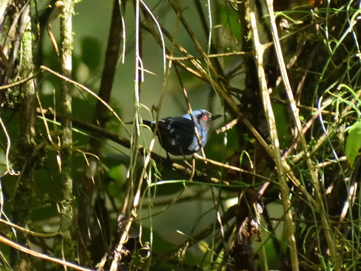 Masked Flowerpiercer - Jeronimo Giraldo