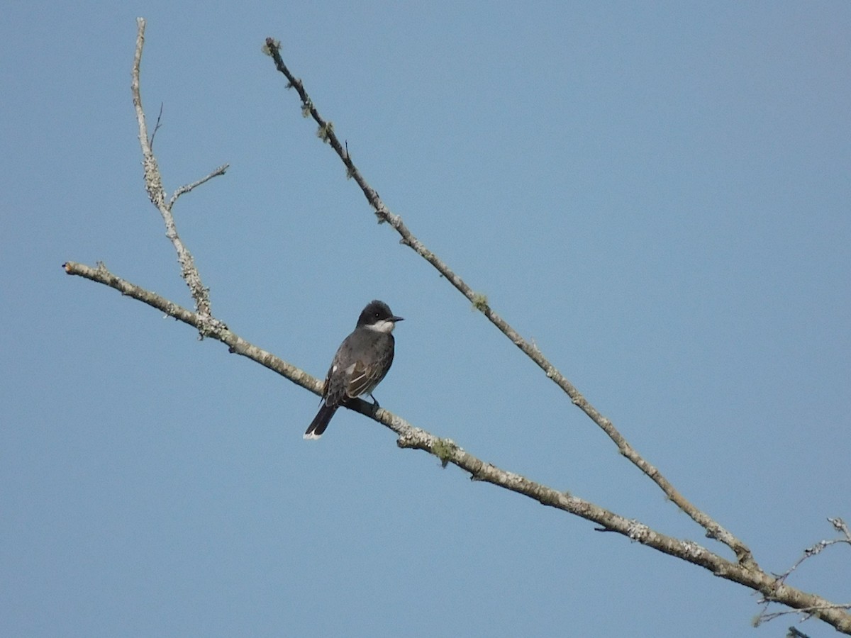 Eastern Kingbird - ML342097511