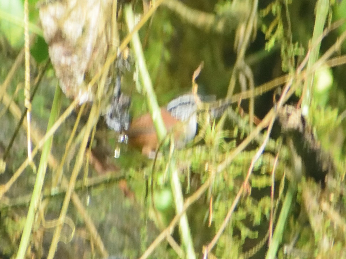 Whiskered Wren - ML342097751