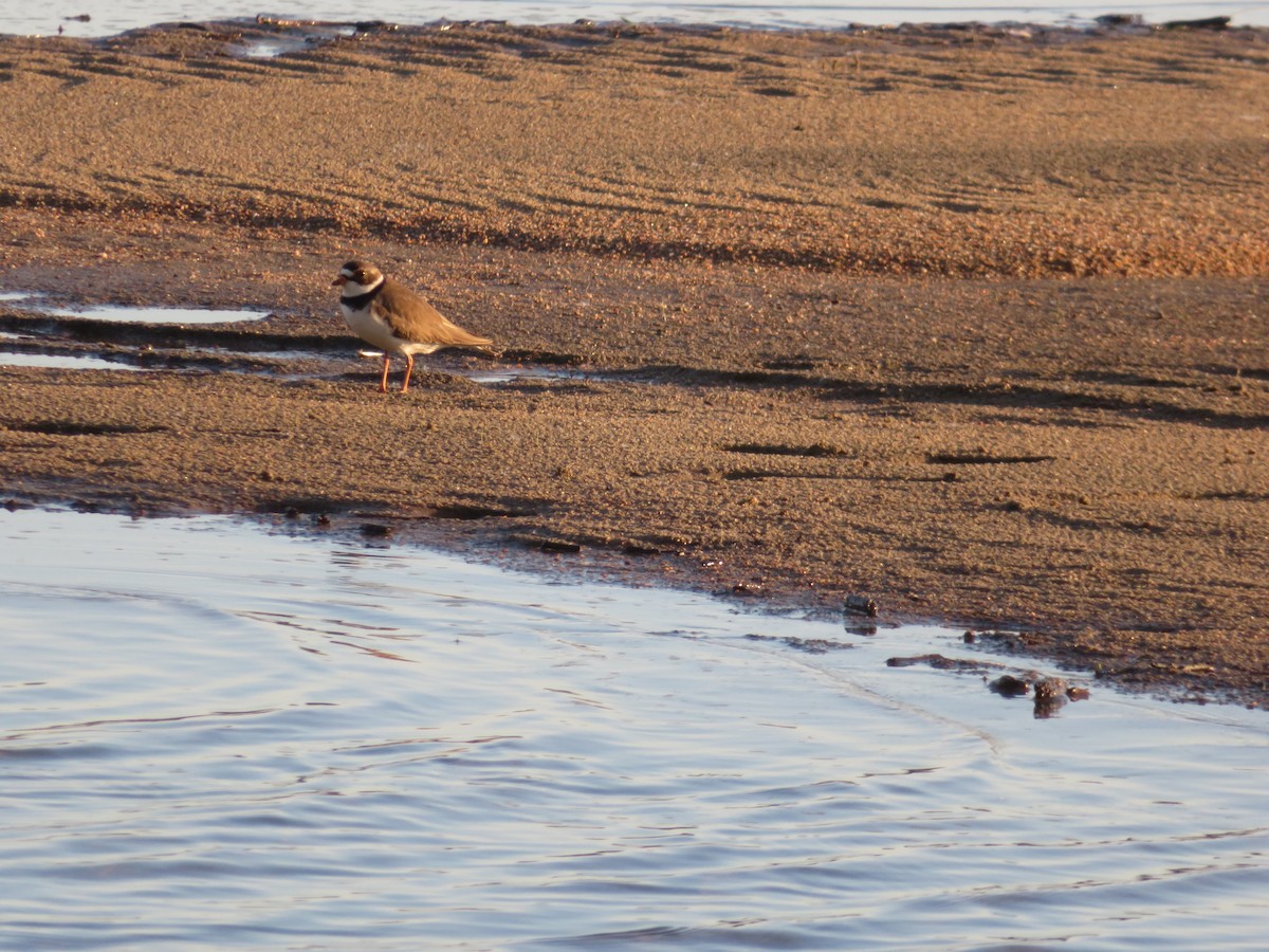 Semipalmated Plover - ML342098701