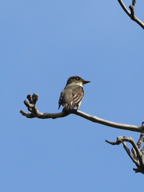 Olive-sided Flycatcher - Ben Freeman