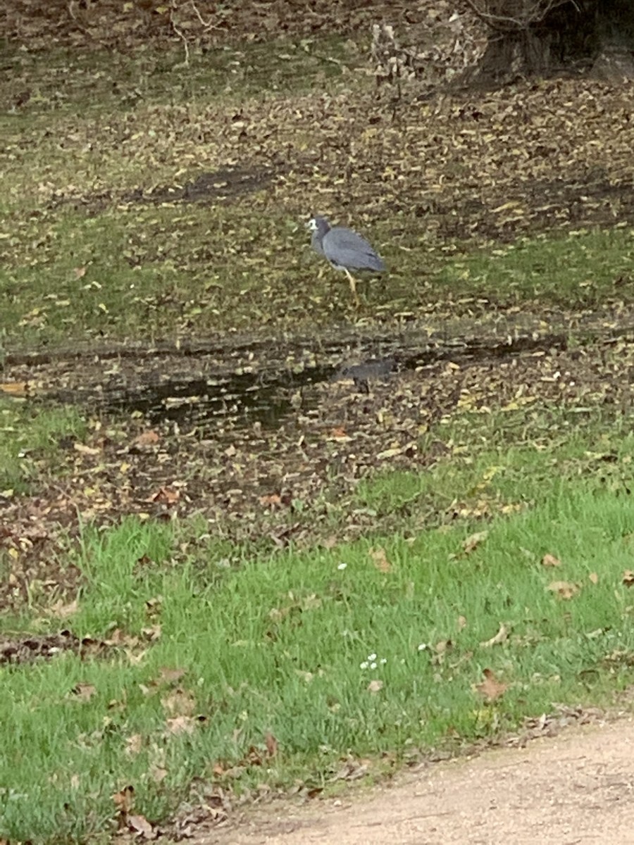White-faced Heron - ML342099811