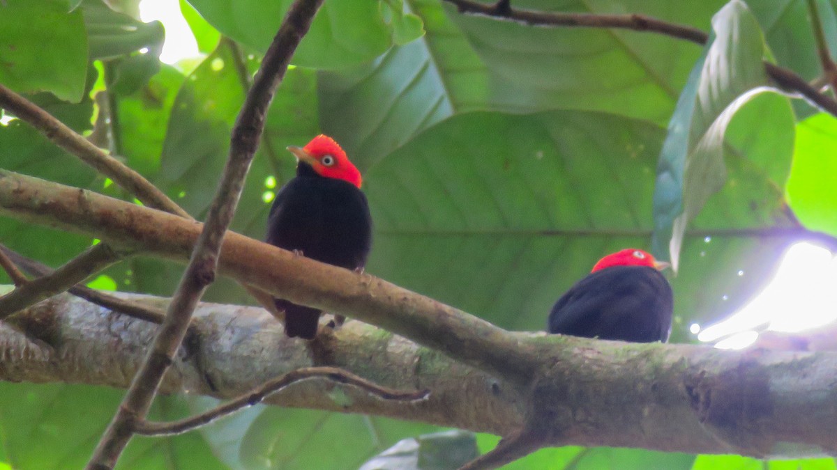 Red-capped Manakin - ML342099821