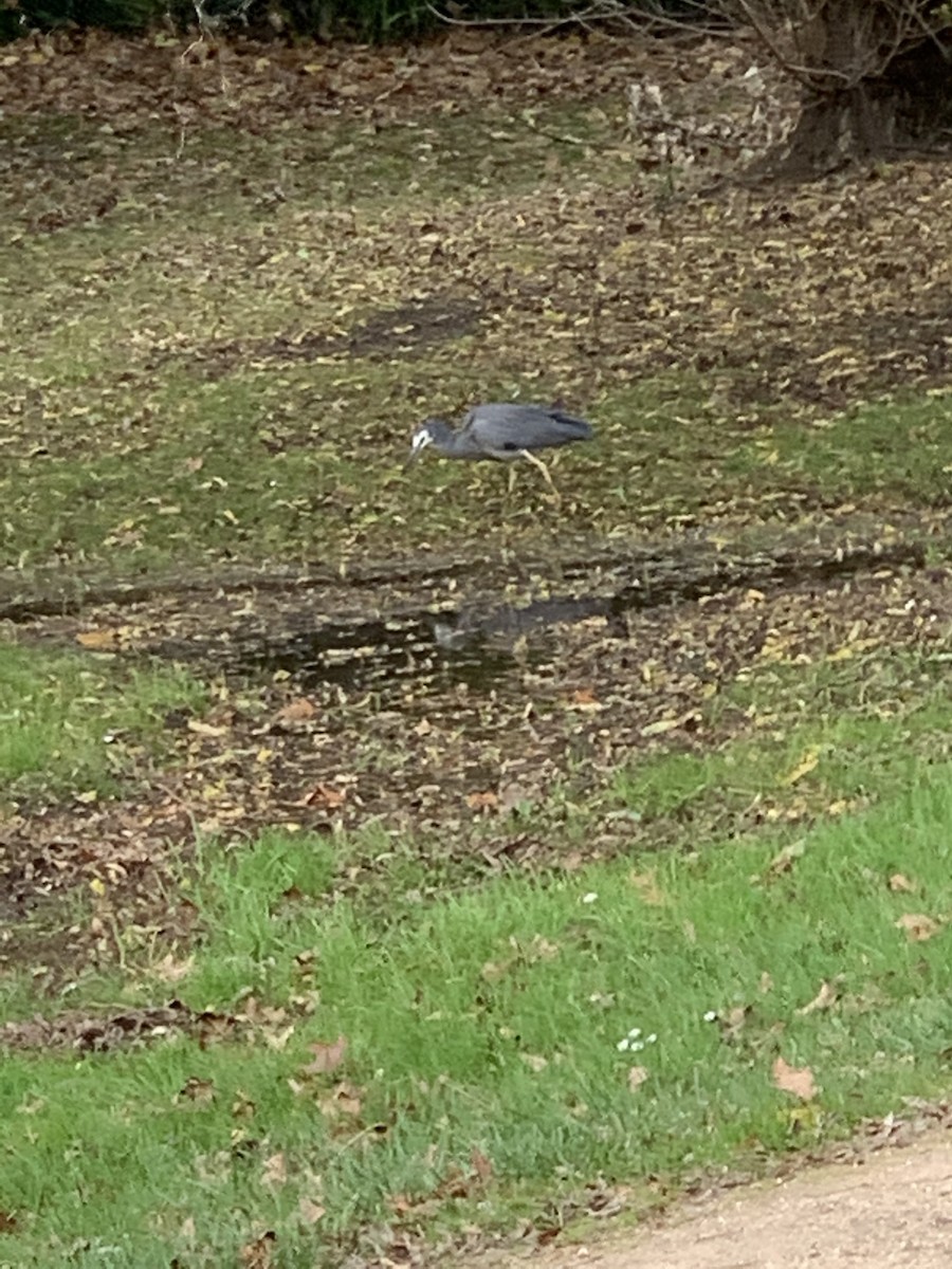 White-faced Heron - ML342100231