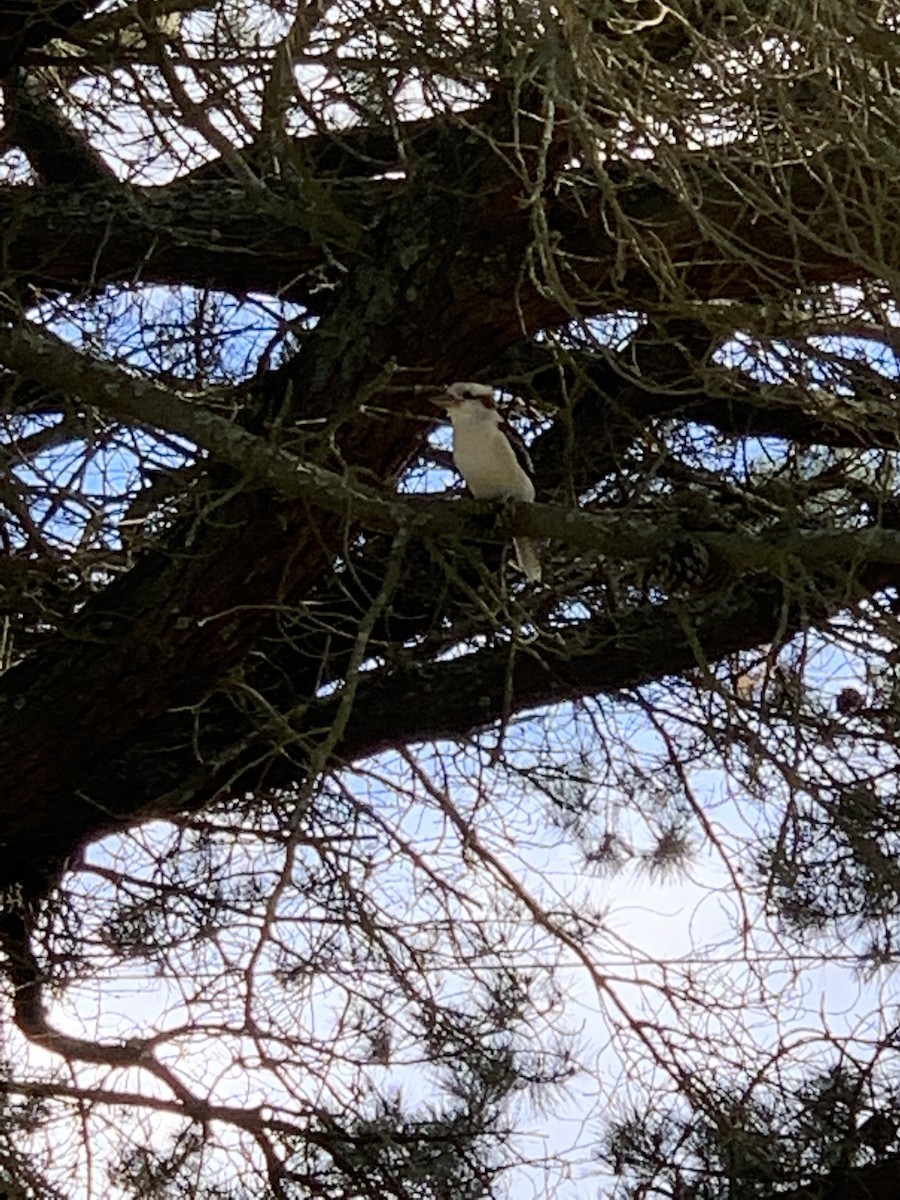 Laughing Kookaburra - ML342100401