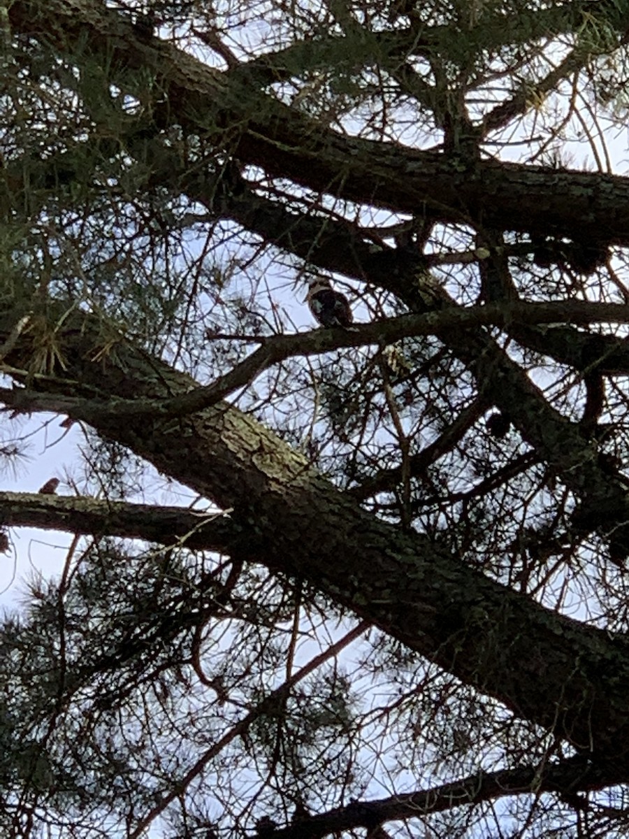 Laughing Kookaburra - ML342100551