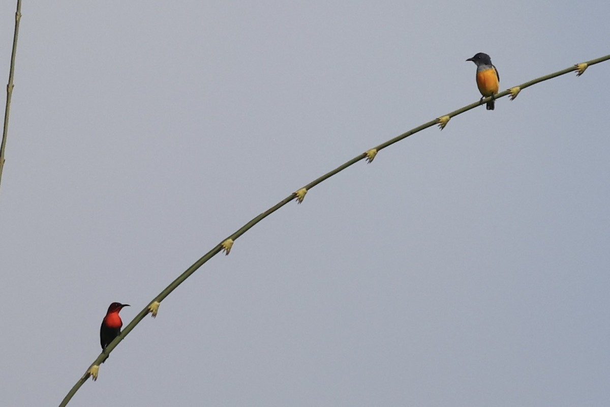 Orange-bellied Flowerpecker - ML342100691