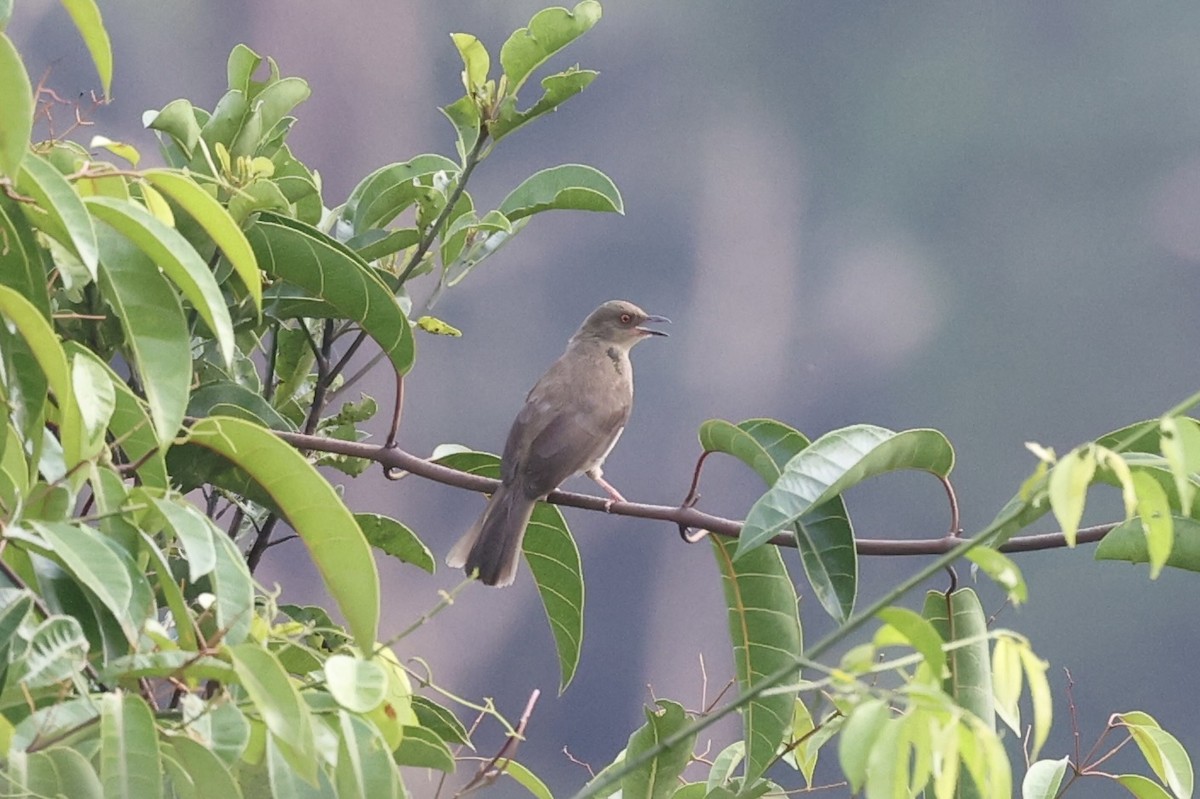 Red-eyed Bulbul - ML342100921