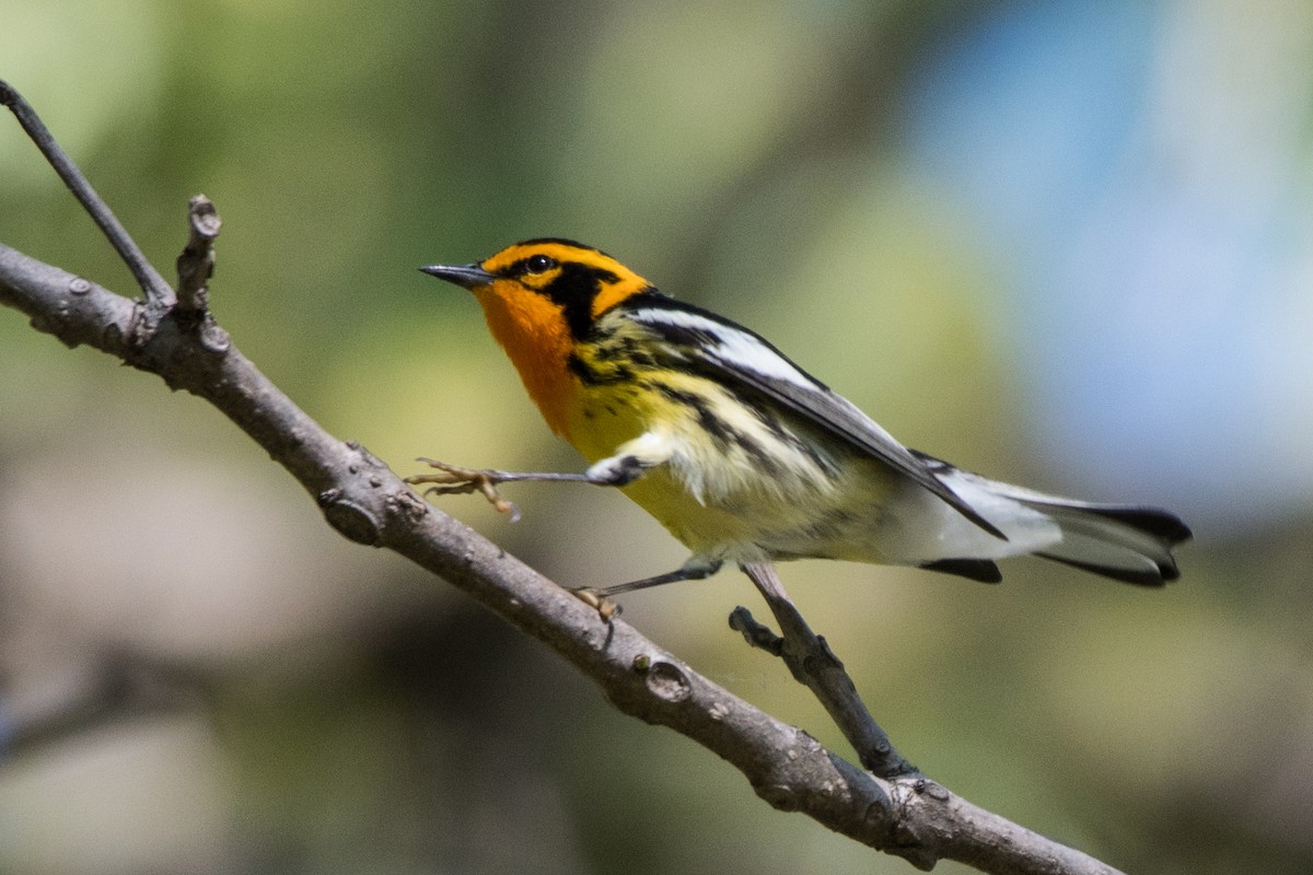 Blackburnian Warbler - ML342103991