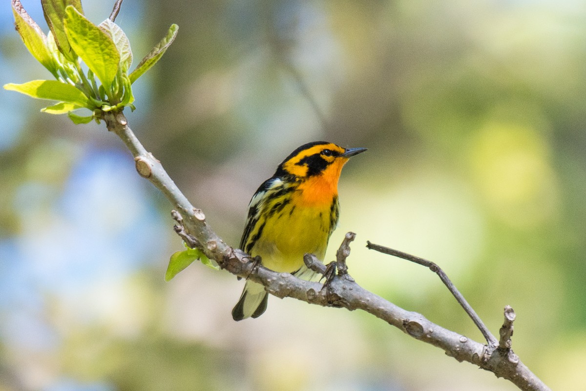 Blackburnian Warbler - ML342104011