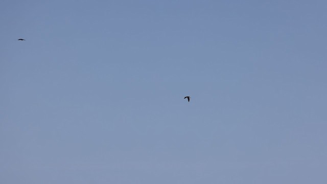 Wilson's Snipe - ML342104371