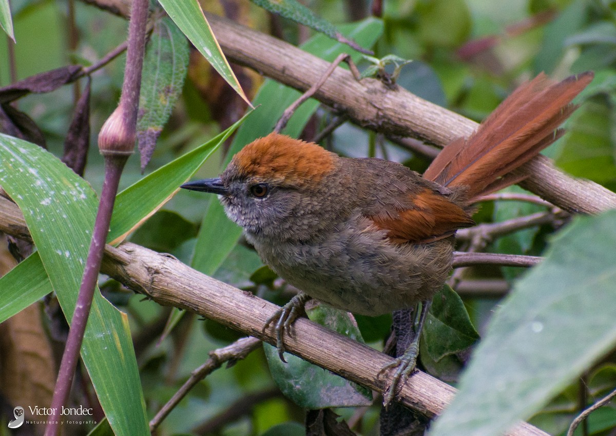 Azara's Spinetail - ML342105311