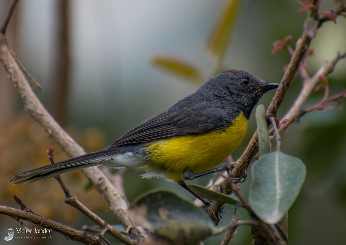 Slate-throated Redstart - ML342106011