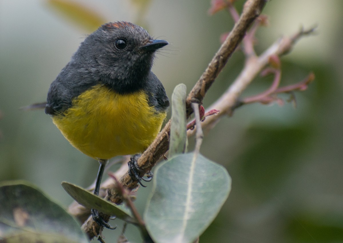 Slate-throated Redstart - ML342106021